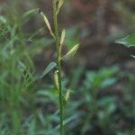 Oenothera lindheimeri Folio