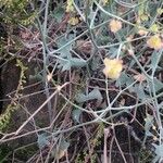 Rumex scutatus Hoja