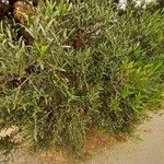 Phillyrea angustifolia Celota