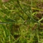 Dichoropetalum carvifolia Blatt