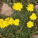 Scorzonera caespitosa Hábito