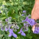 Nepeta racemosaFlor