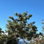 Juniperus macrocarpa Blad