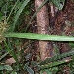 Cyperus costaricensis Corteza