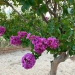 Lagerstroemia indica Fuelha