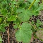 Geum coccineum Foglia