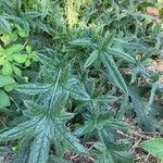 Cirsium ferox Leaf