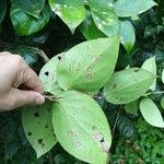 Vaccinium racemosum Hoja