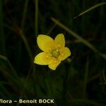 Saxifraga hirculus Other