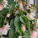 Begonia pendula List