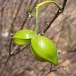Tabernaemontana coffeoides Fruit