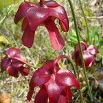 Sarracenia psittacina Çiçek