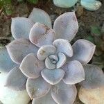 Echeveria laui Blad