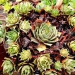 Sempervivum tectorum برگ