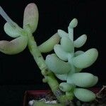 Sedum allantoides Folha