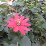 Passiflora manicata Blomst