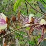 Capparis zeylanica Blüte