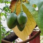 Solanum betaceum Fruit