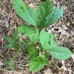 Viburnum nudum Leaf