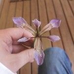 Iris foetidissima പുഷ്പം