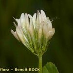 Trifolium michelianum Flower
