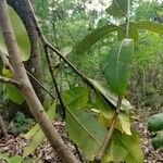 Calophyllum inophyllumLeaf