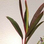 Cordyline australis 形态