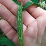 Elymus virginicus Leaf