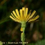 Hieracium laevigatum Квітка