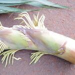 Raphia textilis Flor