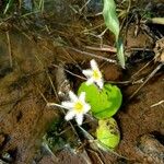 Nymphoides indica 花