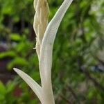 Cephalanthera austiniae Flower