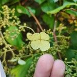 Hydrangea petiolarisFlower