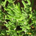 Petrosedum montanum Blatt