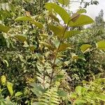 Harungana madagascariensis Hoja