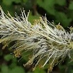 Salix caprea Cvet