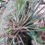 Tillandsia fasciculata Habitus