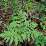 Botrychium virginianum Leaf