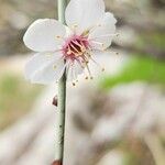 Prunus scoparia Flor