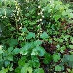 Tellima grandiflora पत्ता