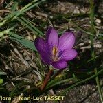 Romulea requienii Vivejo