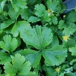 Waldsteinia ternata Yaprak