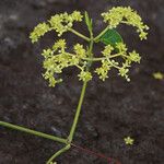 Hippocratea volubilis Flor