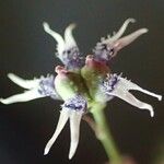 Nigella nigellastrum Λουλούδι