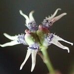 Nigella nigellastrum പുഷ്പം