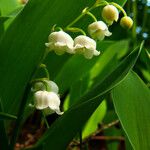 Convallaria majalis Flower
