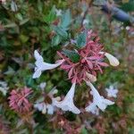 Abelia x grandiflora Kwiat
