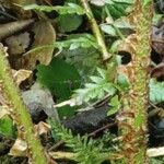 Polystichum aculeatum Bark