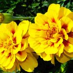 Tagetes erecta പുഷ്പം