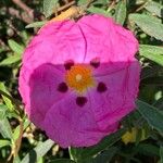 Cistus × purpureusΛουλούδι